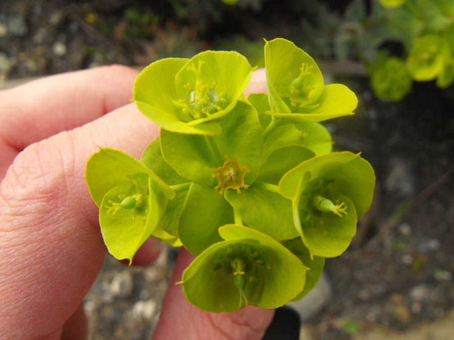 Euforbia maremmana da id - Euphorbia cfr. nicaeensis